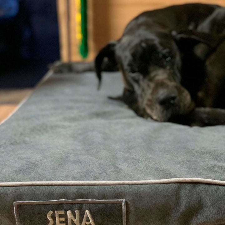 Cama viscoelástica para perros con un perro descansando cómodamente sobre ella.