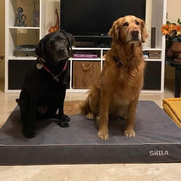 Cama viscoelástica para perros con dos perros sentados en ella, brindando comodidad y lujo.