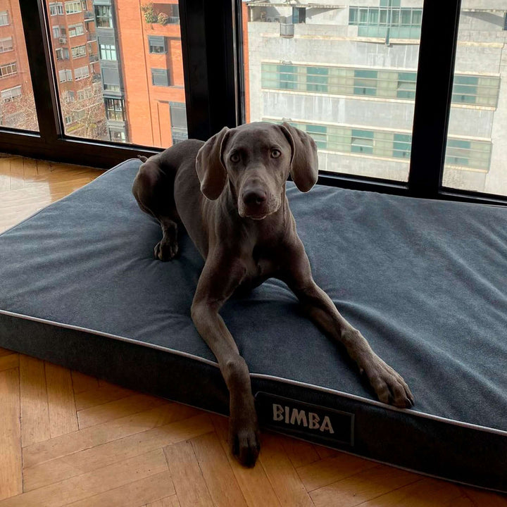 Perro descansando en cama viscoelástica para perros en un ambiente moderno y luminoso.