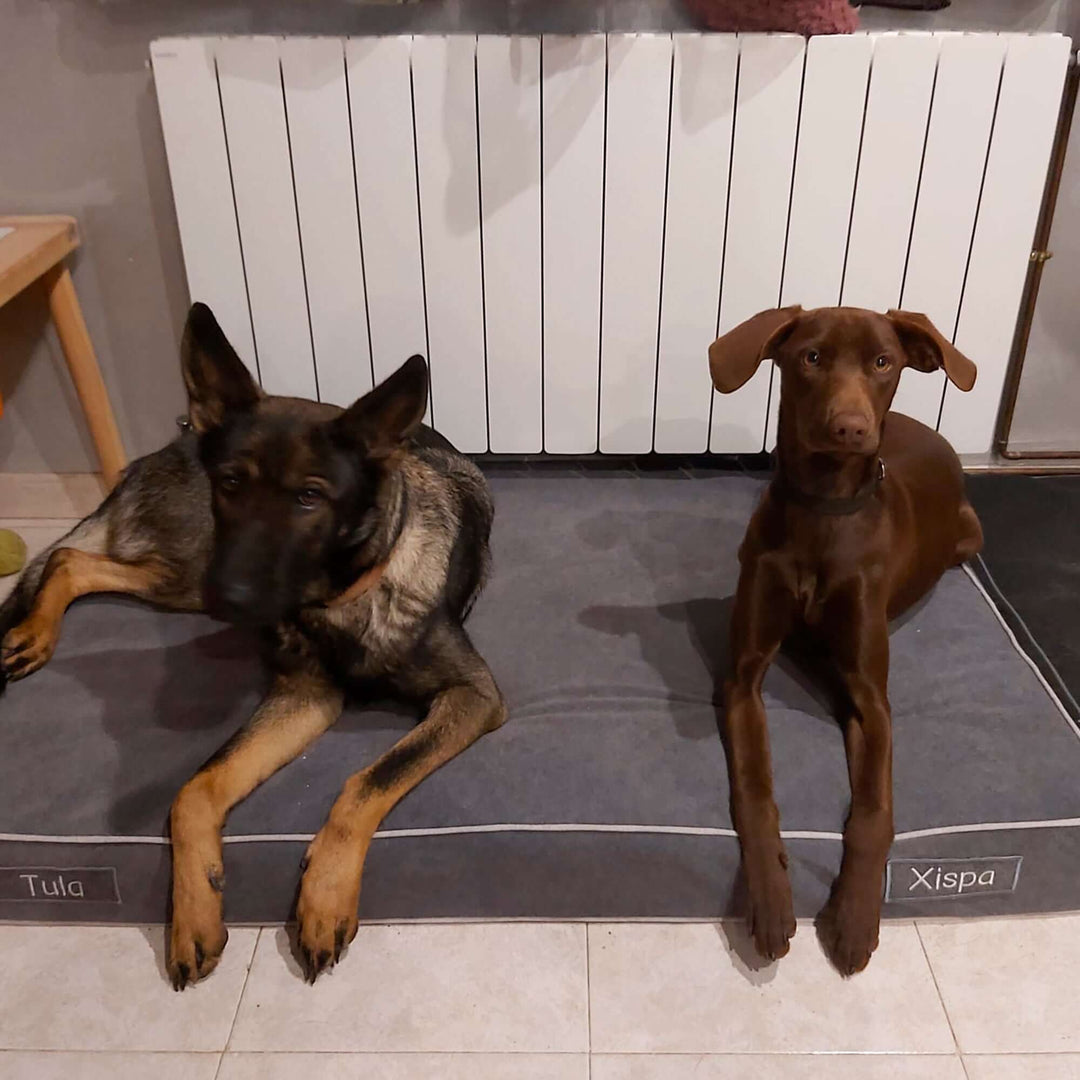 Cama viscoelástica para perros con dos perros relajándose, mostrando comodidad y lujo en su descanso.