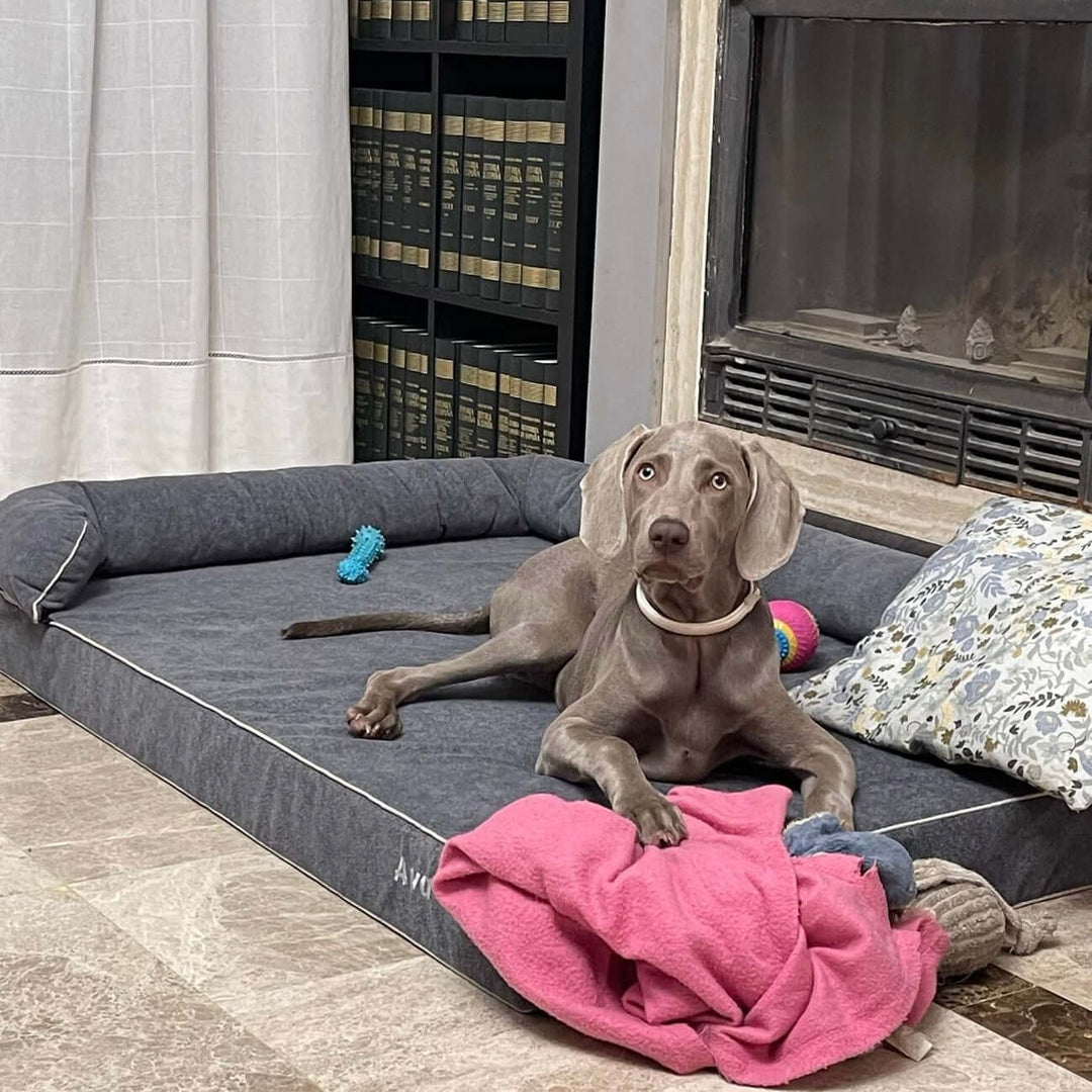 Cama viscoelástica para perros con un perro descansando cómodamente en un ambiente hogareño.