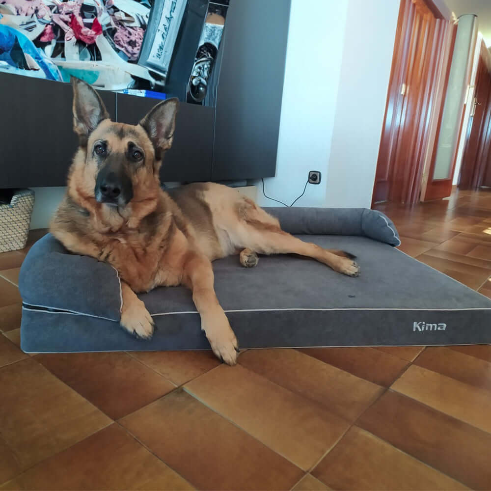 Cama viscoelástica para perros con un perro descansando cómodamente en un hogar acogedor.