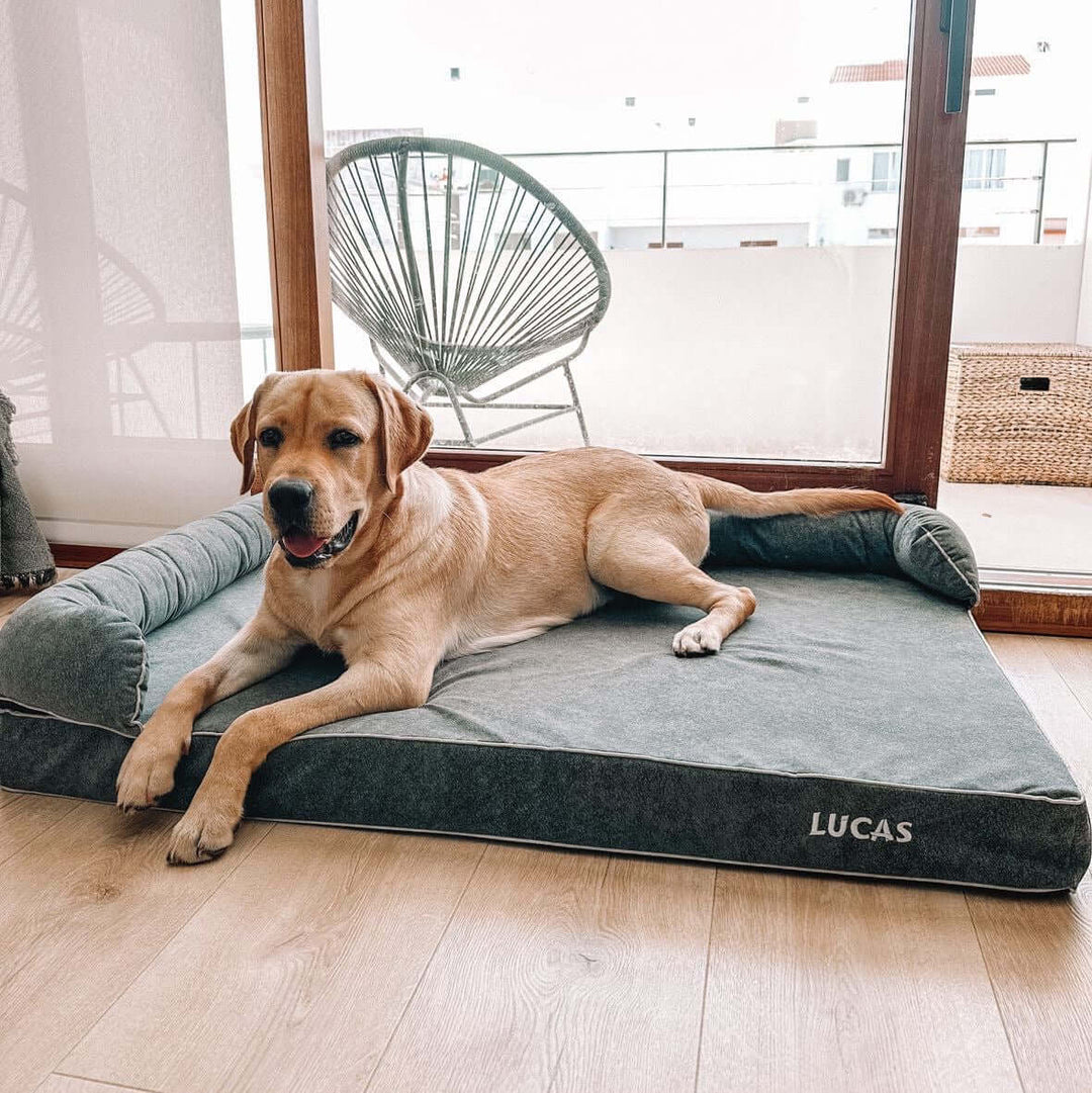 Cama viscoelástica para perros con un labrador descansando cómodamente en un ambiente moderno.