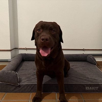 Memory foam dog bed