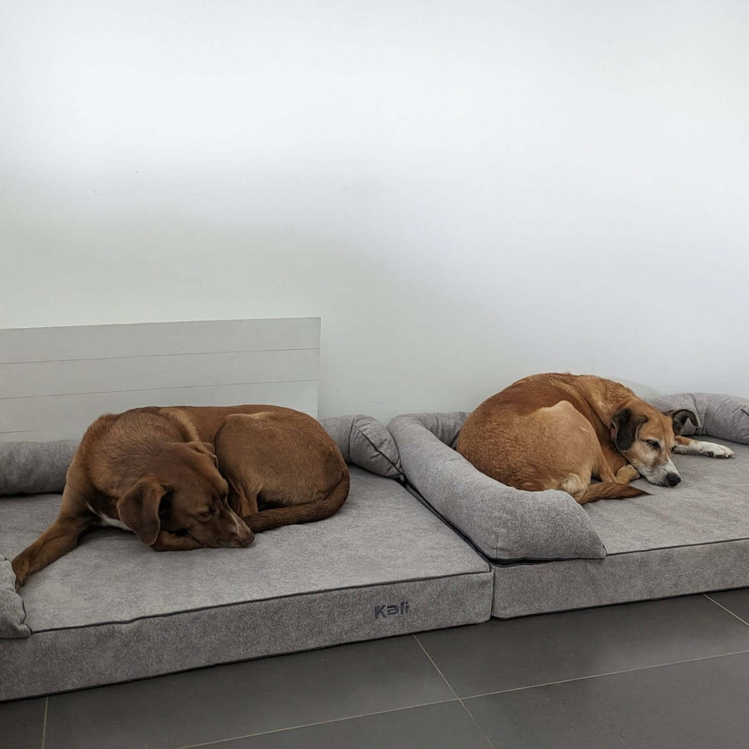 Dos perros durmiendo en camas cómodas, ideal para el descanso: cama viscoelástica para perros.