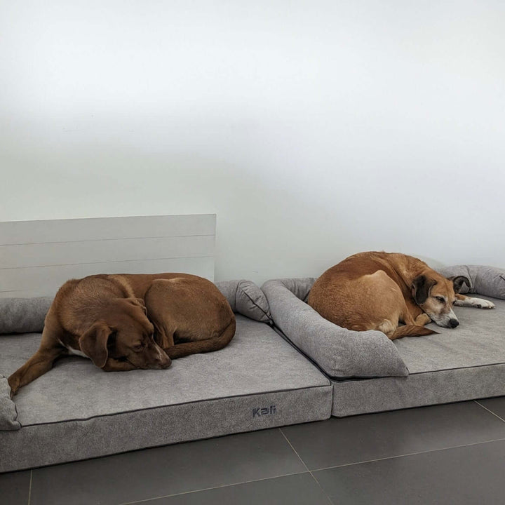 Dos perros durmiendo en camas cómodas, ideal para el descanso: cama viscoelástica para perros.