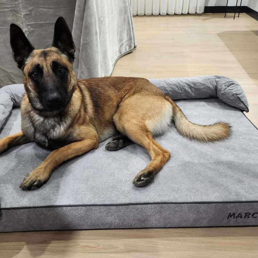 Perro descansando en una cama viscoelástica para perros de alta calidad.