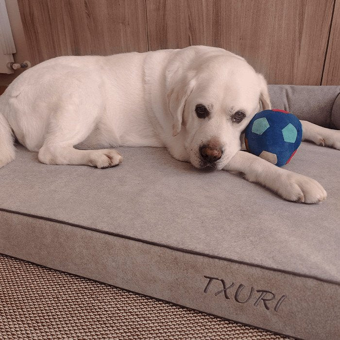 perro en cama viscoelástica gris claro de baluka mascotas