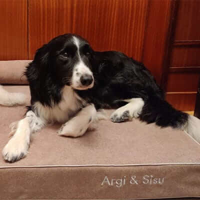 Perro descansando en una cama viscoelástica para perros, mostrando comodidad y estilo.