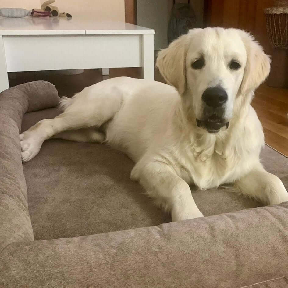 cama viscoelástica para perros con un perro descansando cómodamente en un entorno hogareño