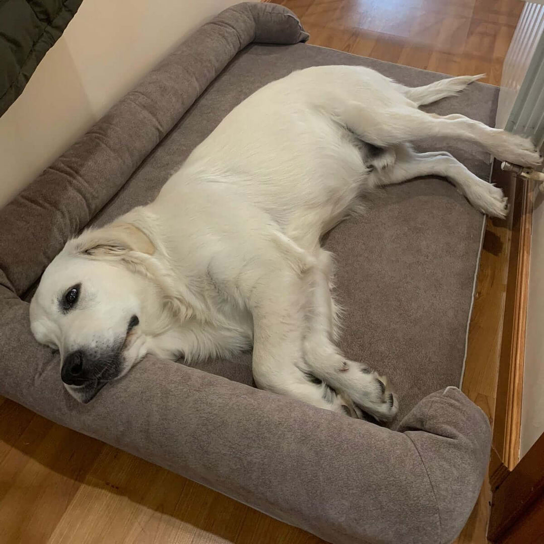 Perro descansando cómodamente en una cama viscoelástica para perros, disfrutando de su sueño reparador.