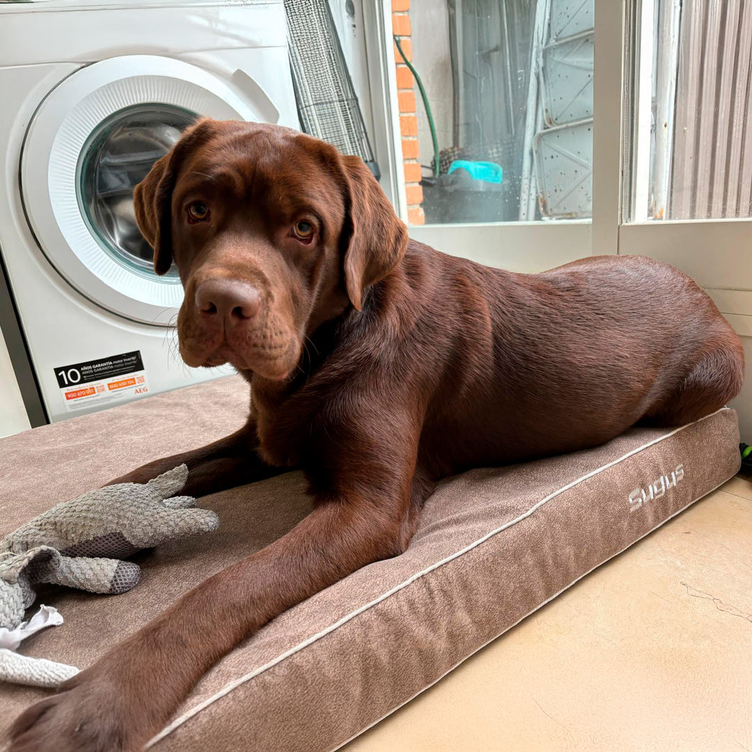 Cama viscoelástica para perros Baluka en color marrón para labrador chocolate llamado Sugus
