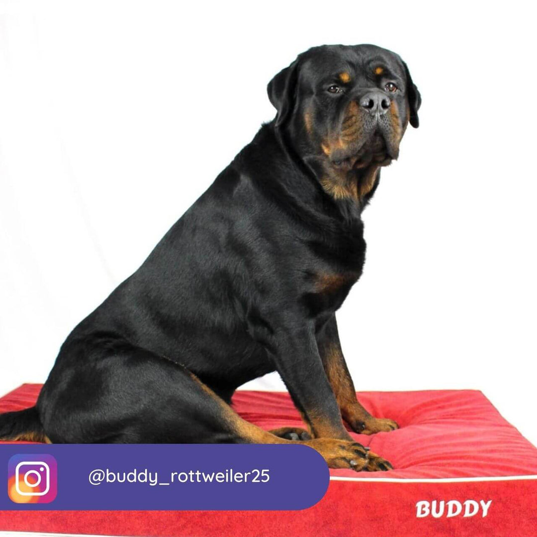 Rottweiler sentado en una cama viscoelástica para perros de color rojo, mostrando comodidad y estilo.