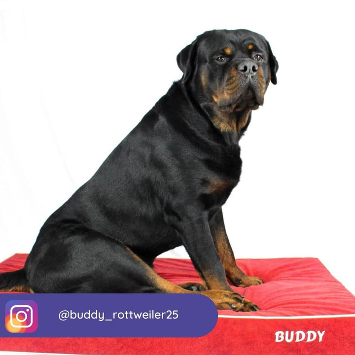Rottweiler sentado en una cama viscoelástica para perros de color rojo, mostrando comodidad y estilo.