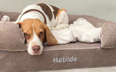 beagle perro cama viscoelástica alta calidad