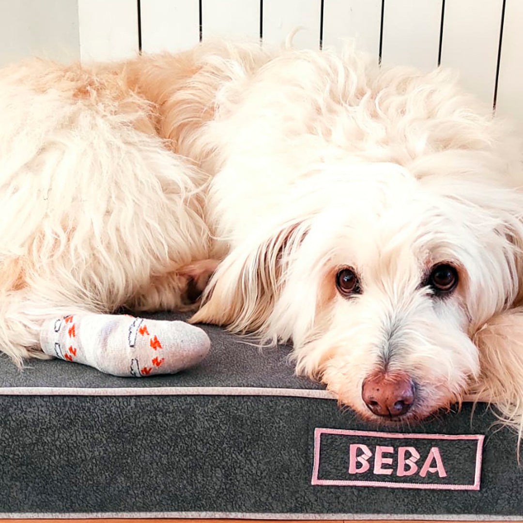 Memory foam dog bed