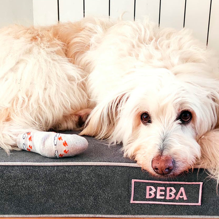 Memory foam dog bed