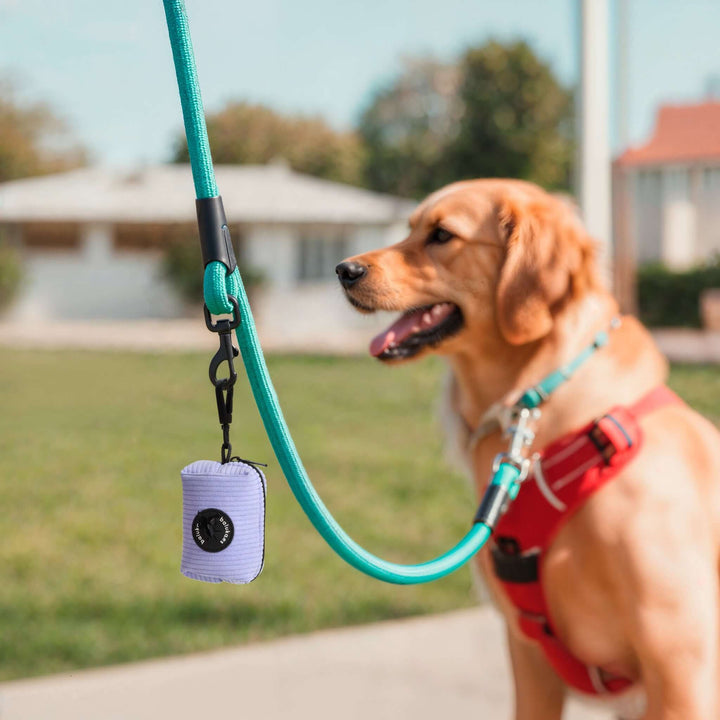 Un perro dorado junto a un dispensador baluka Pocket en una correa color verde, disfrutando de un paseo al aire libre.