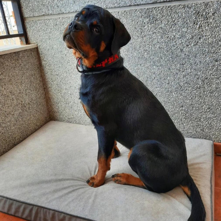 Memory foam dog bed