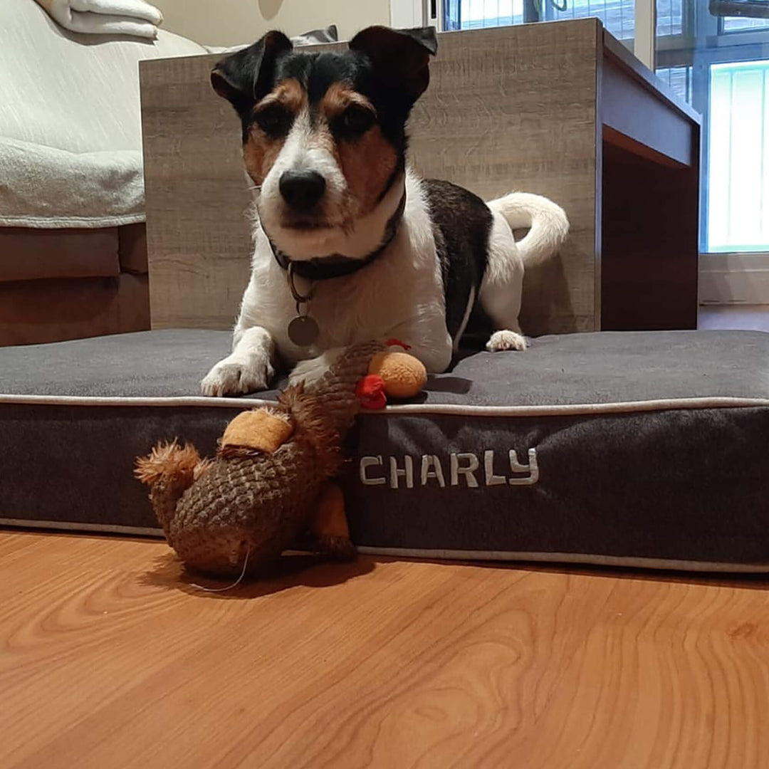 perro en cama viscoelástica para perros con su nombre bordado
