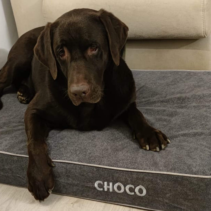labrador en cama viscoelástica para perros con su nombre bordado