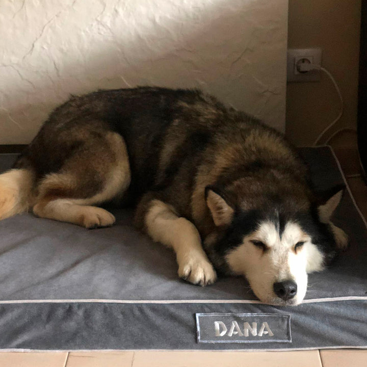 Memory foam dog bed