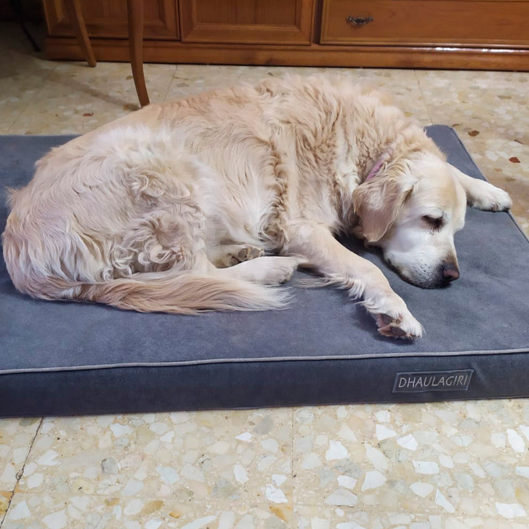 Memory foam dog bed