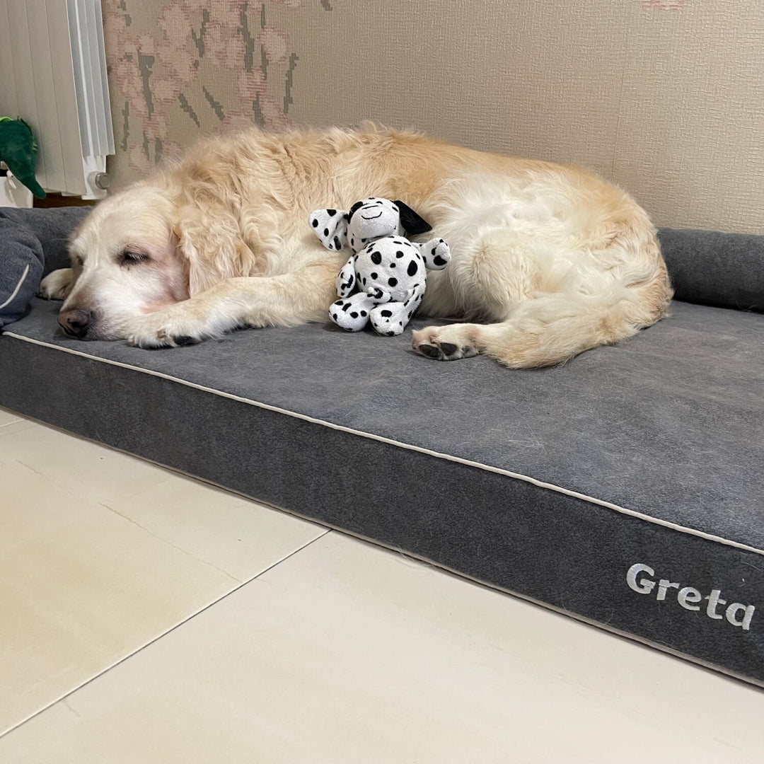perro golden en cama viscoelastica para perros