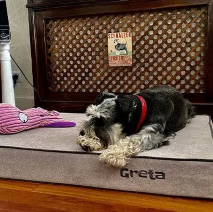 Memory foam dog bed