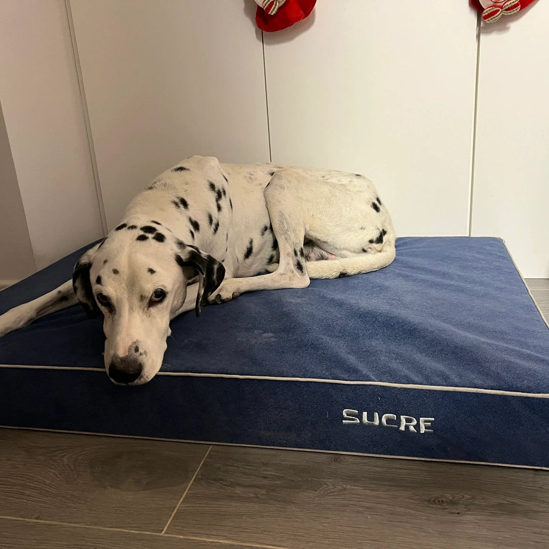 Memory foam dog bed