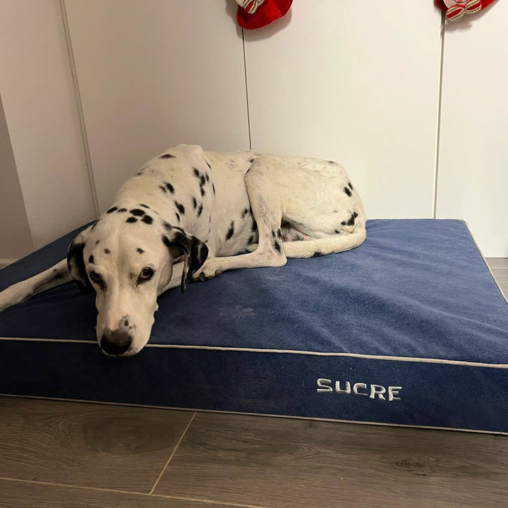 Memory foam dog bed