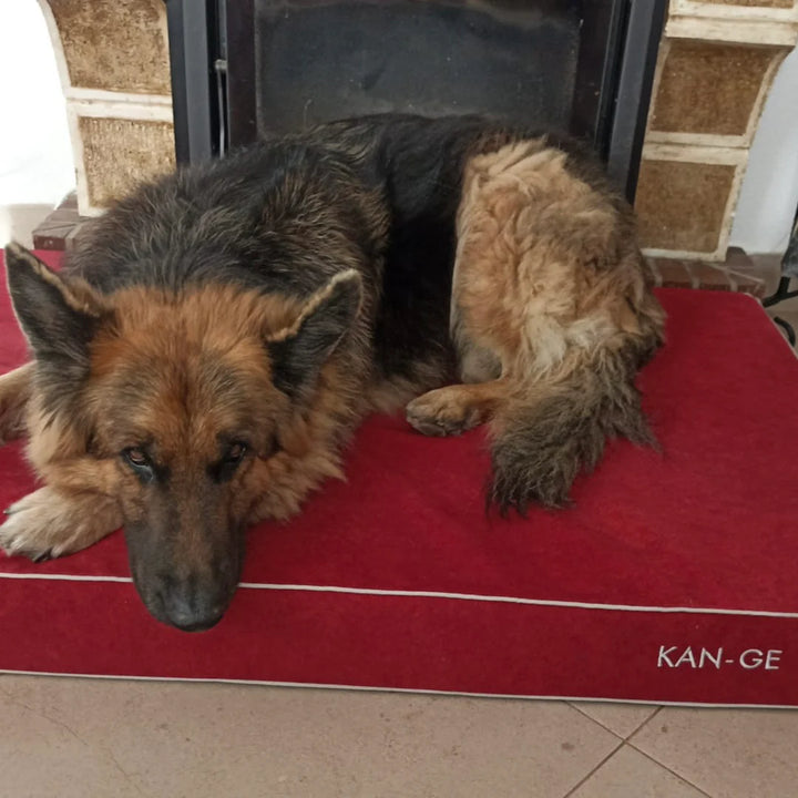 Memory foam dog bed