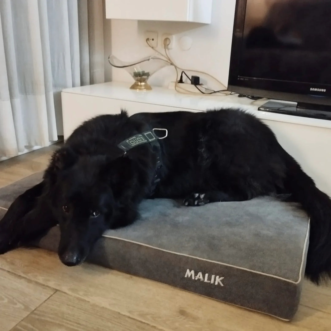 Memory foam dog bed