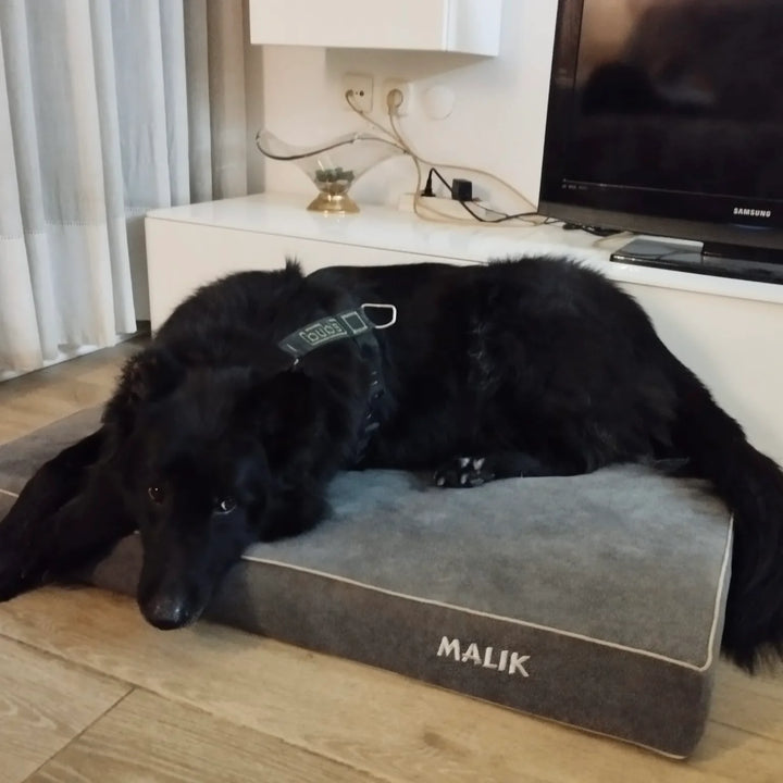 Memory foam dog bed