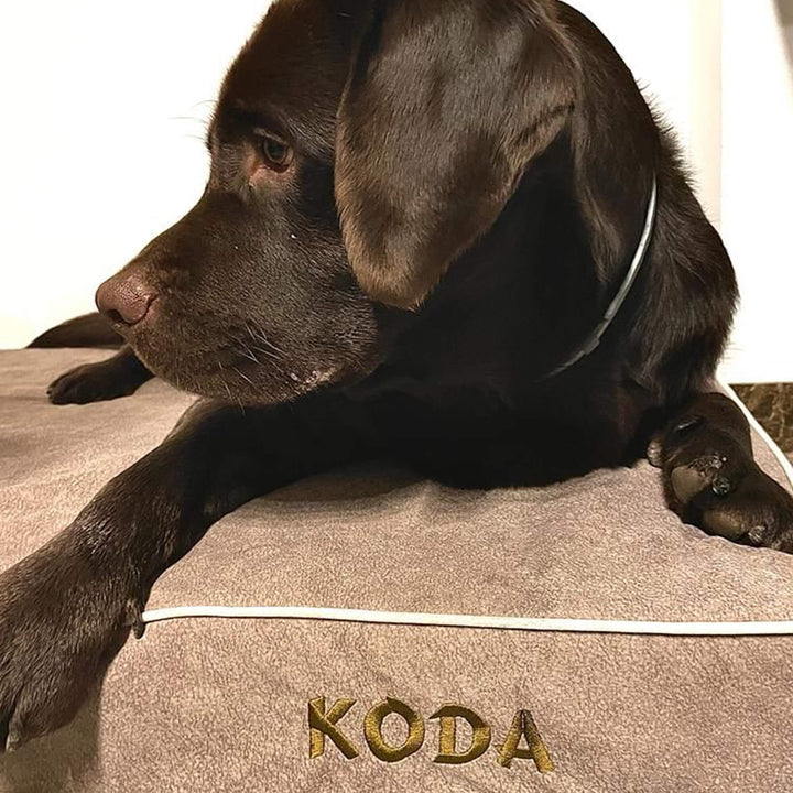 labrador en cama viscoelástica para perros con su nombre bordado