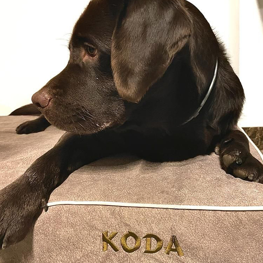 Memory foam dog bed