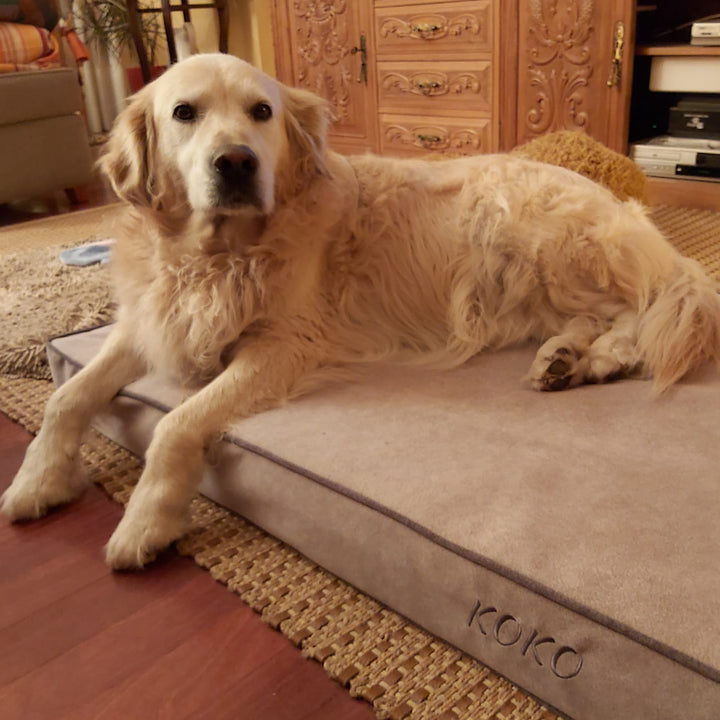 Memory foam dog bed