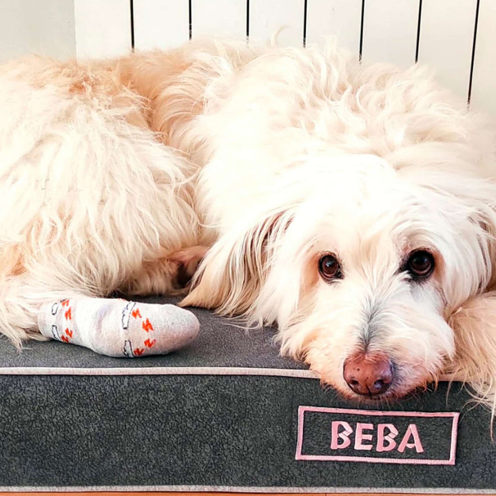 Cama viscoelástica para perros