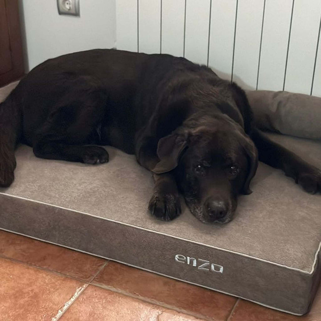 Cama viscoelástica para perros