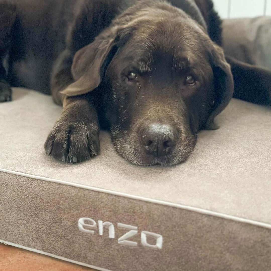 Cama viscoelástica para perros