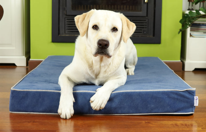 Memory foam dog bed