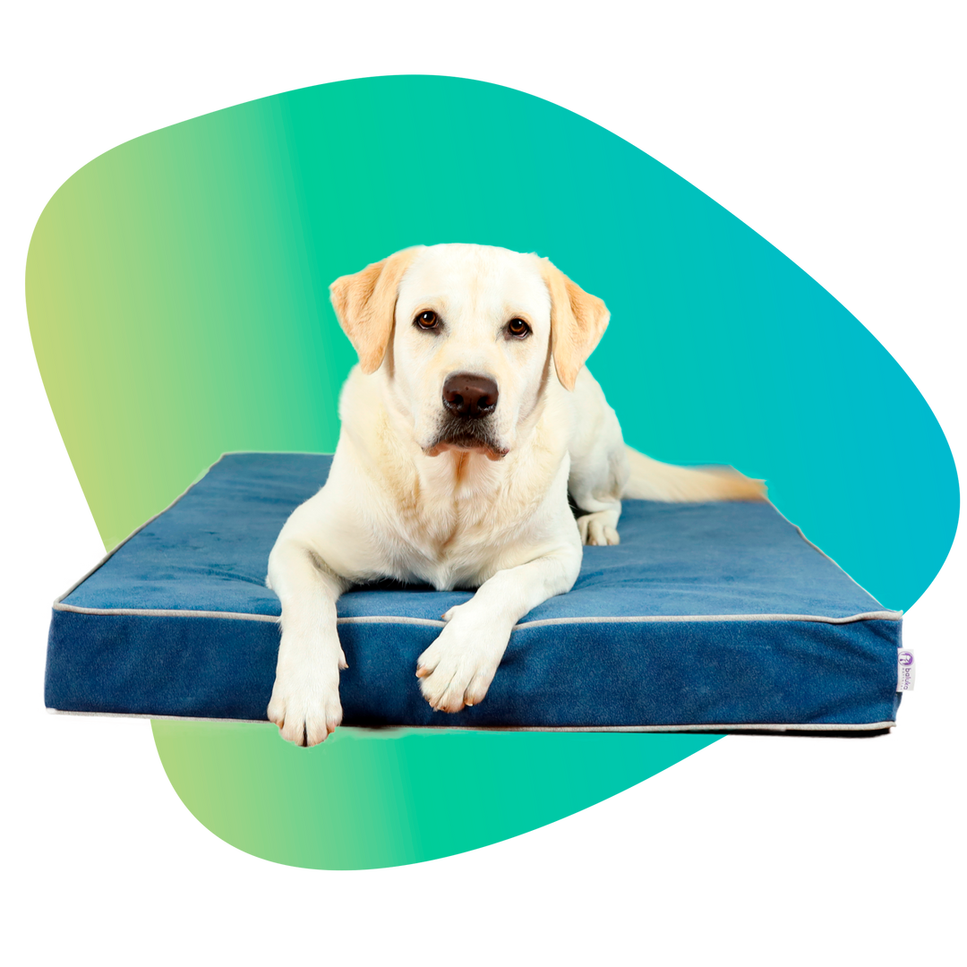 Memory foam dog bed