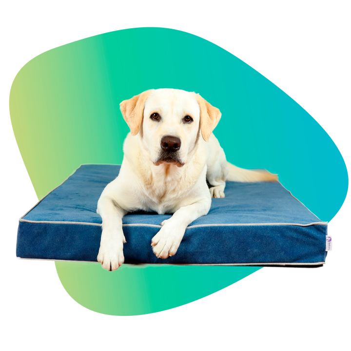 Memory foam dog bed