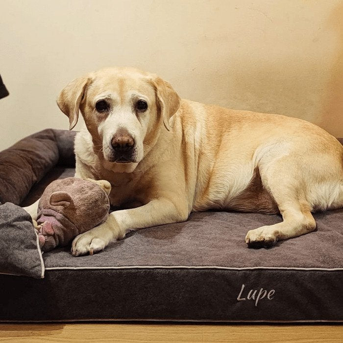 perro labrador en cama de baluka mascotas
