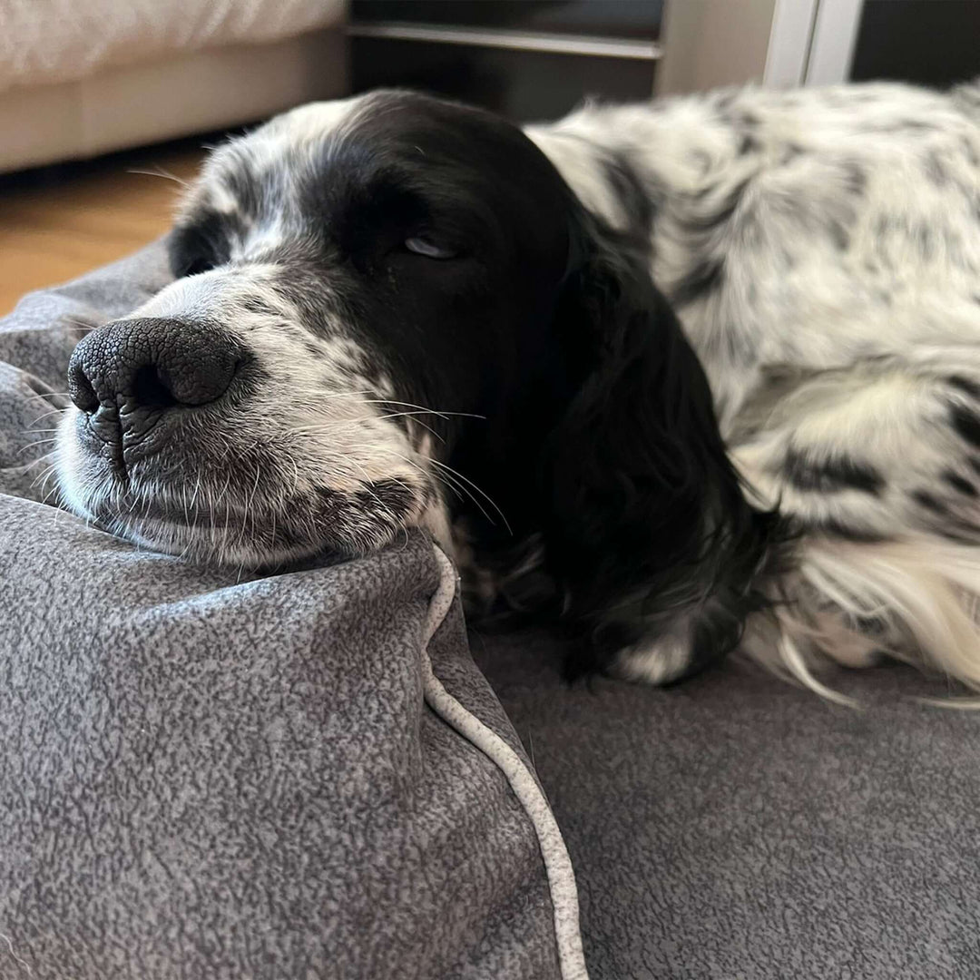 Cama viscoelástica para perros