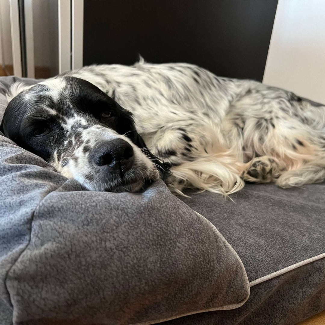 Cama viscoelástica para perros