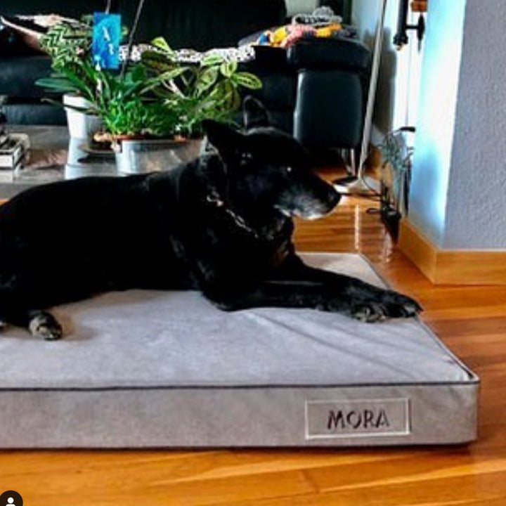Memory foam dog bed