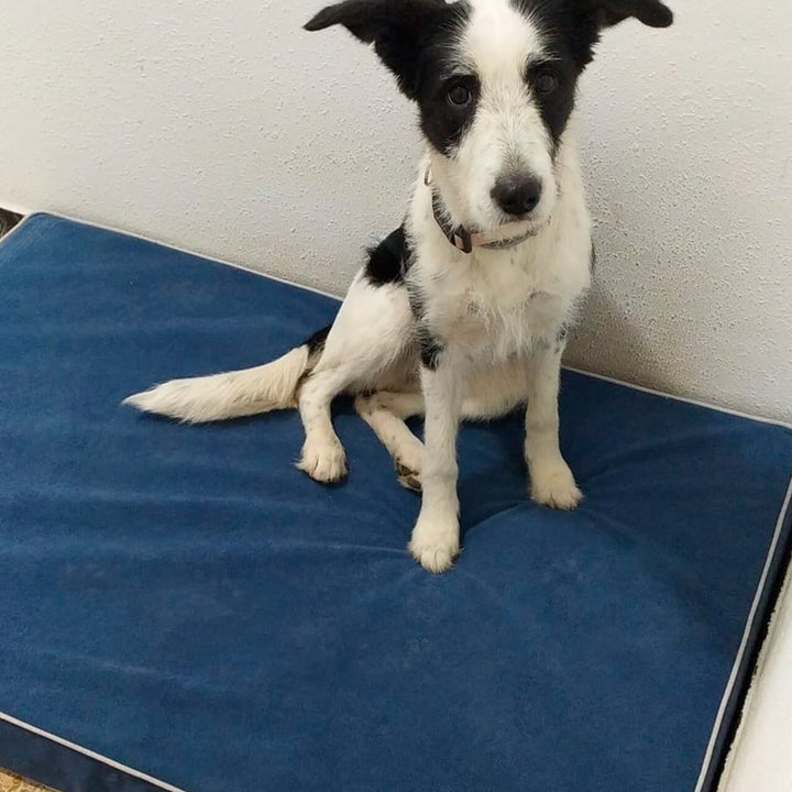perro en cama viscoelástica para perros con su nombre bordado de baluka mascotas