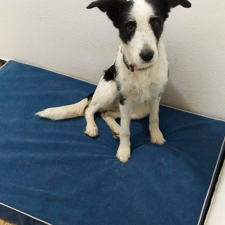 Memory foam dog bed