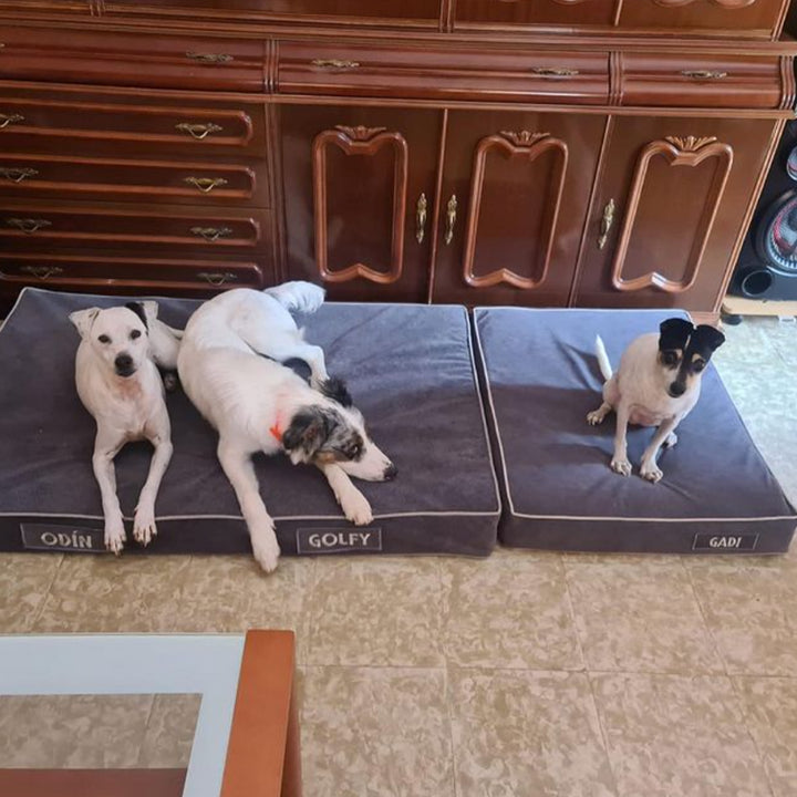 Memory foam dog bed